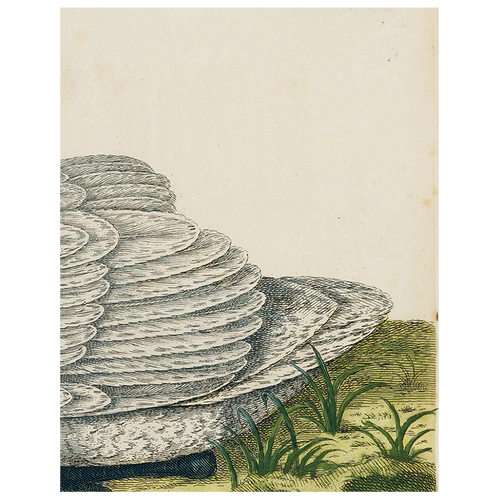 John Derian | Swan (p 102) Book Page 11x14 Tray