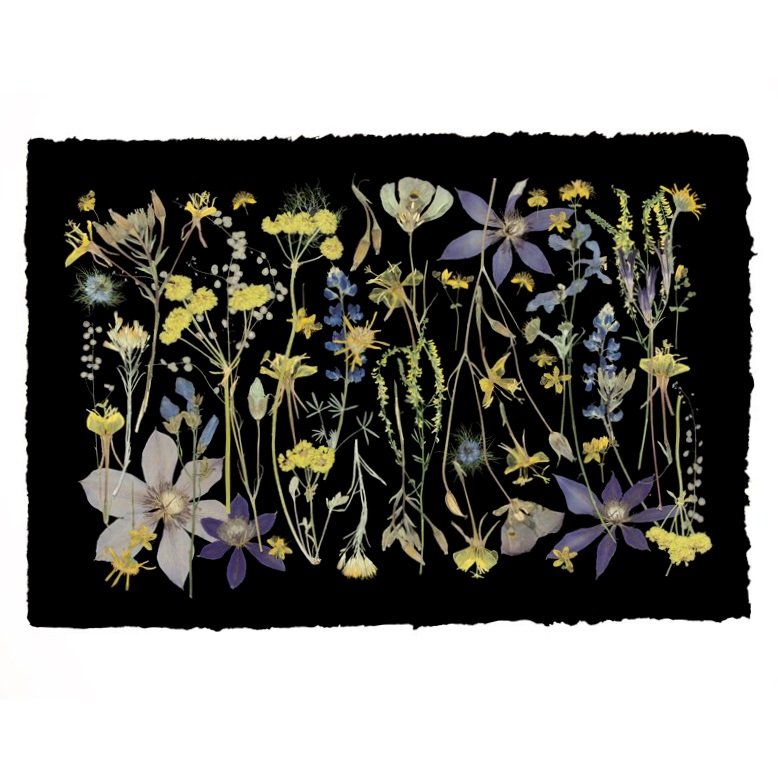 NIGHT MEADOW, Framed by Tricia Paoluccio