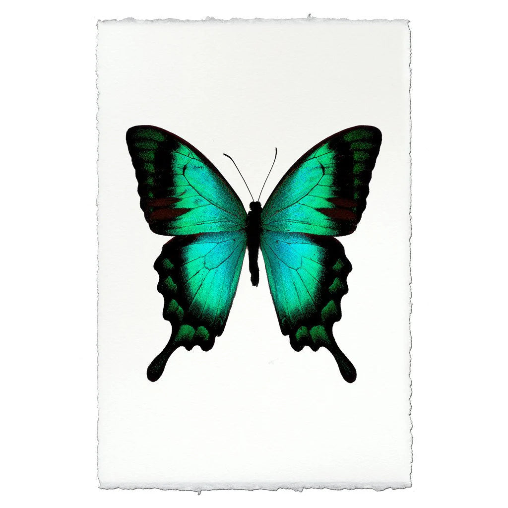 Butterfly #1