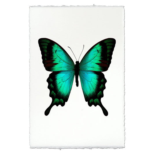 Butterfly #1