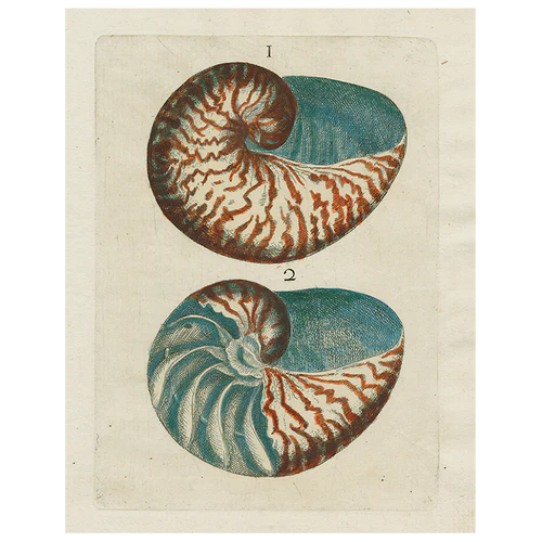 John Derian | Shells 1 (p 198) 11x14 Tray