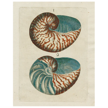 Shells 1 (p 198) - 11 x 14