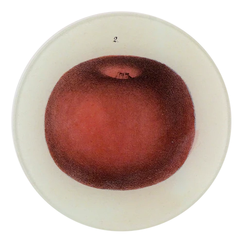 John Derian | Lady Apple 2 5 1/4" Round Plate