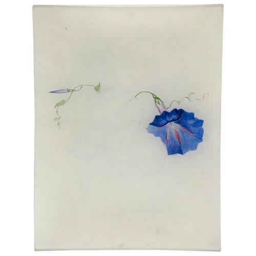 John Derian | Morning Glory 19c Sketch 8x10.5 Tray