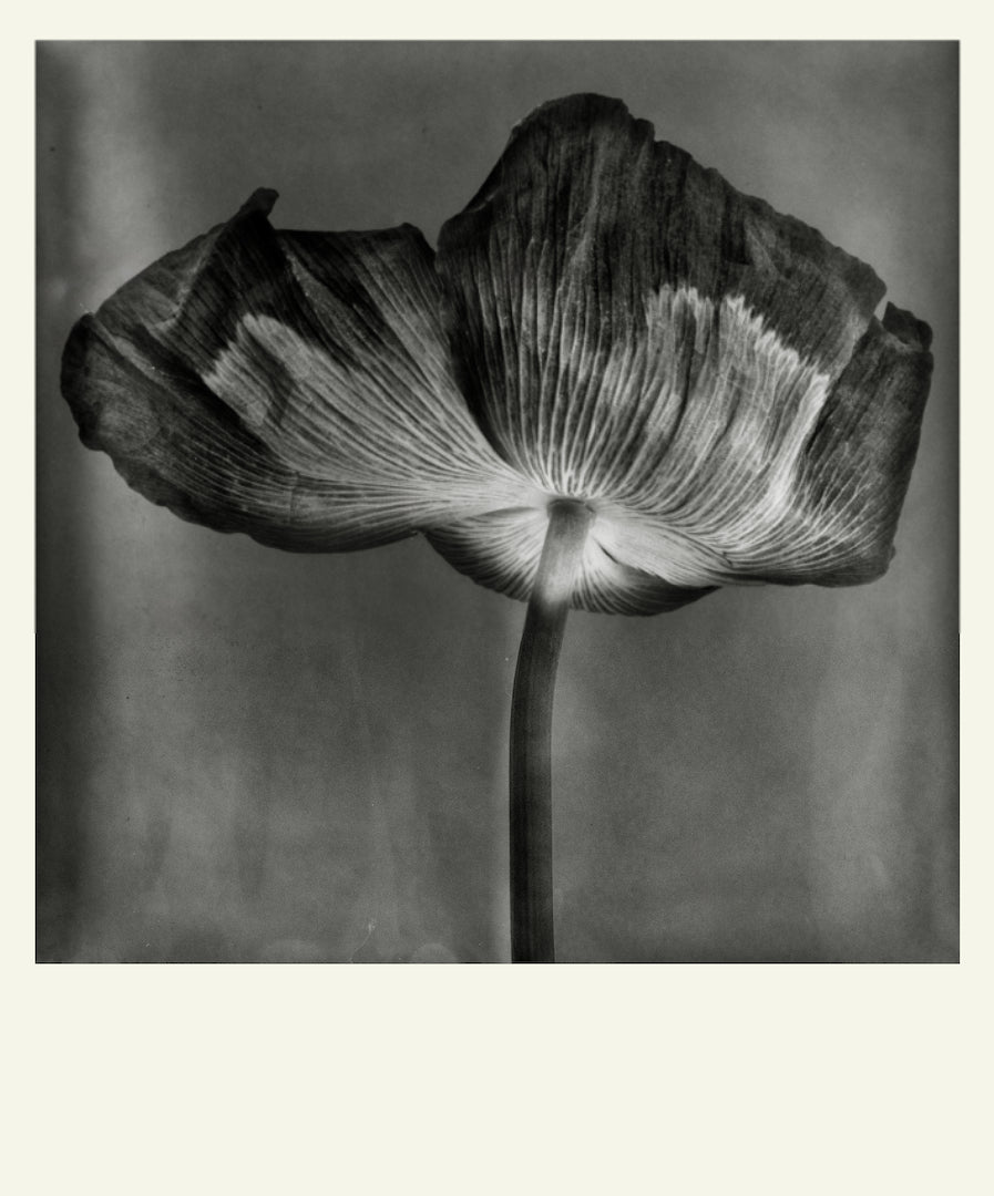 Flower Detail #10 by Eammon J. McCabe