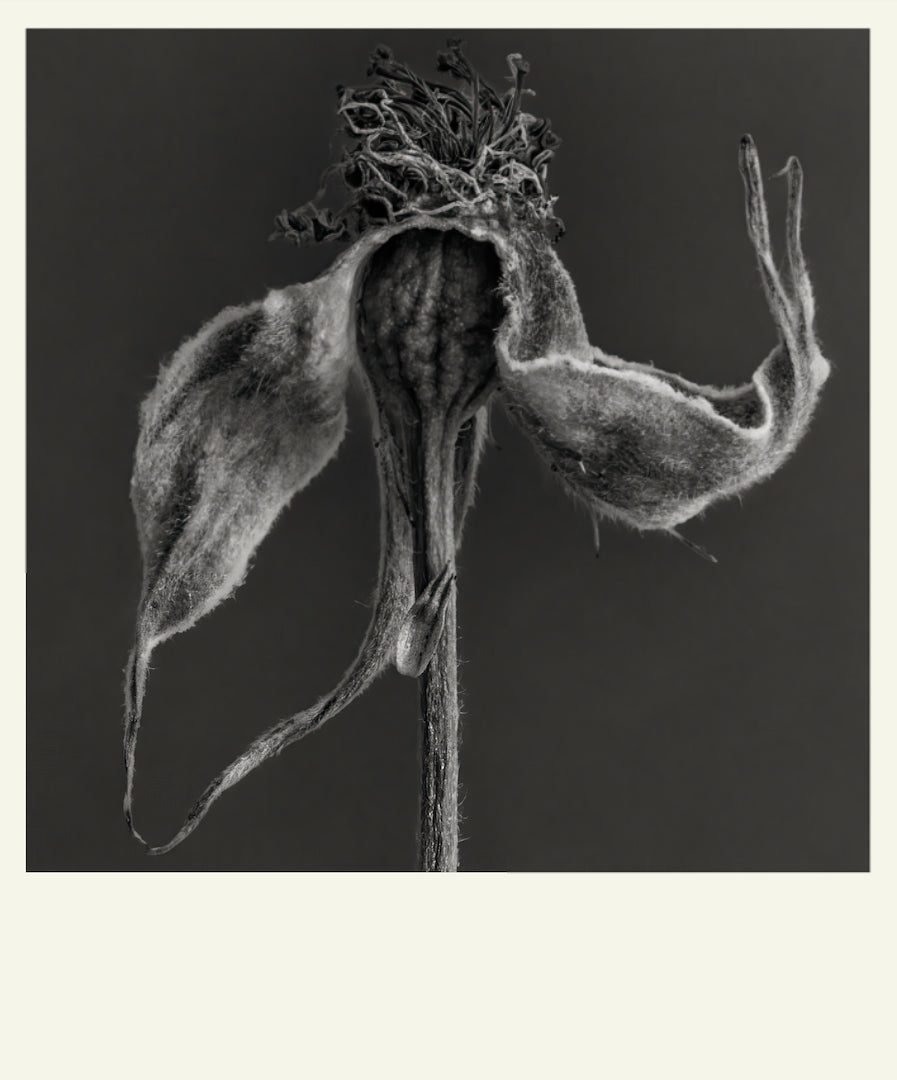 Flower Detail #11 by Eammon J. McCabe