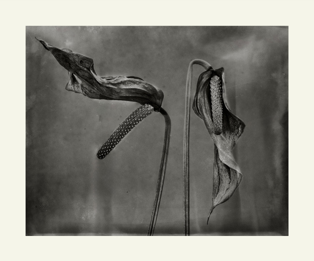Flower Detail #14 by Eammon J. McCabe
