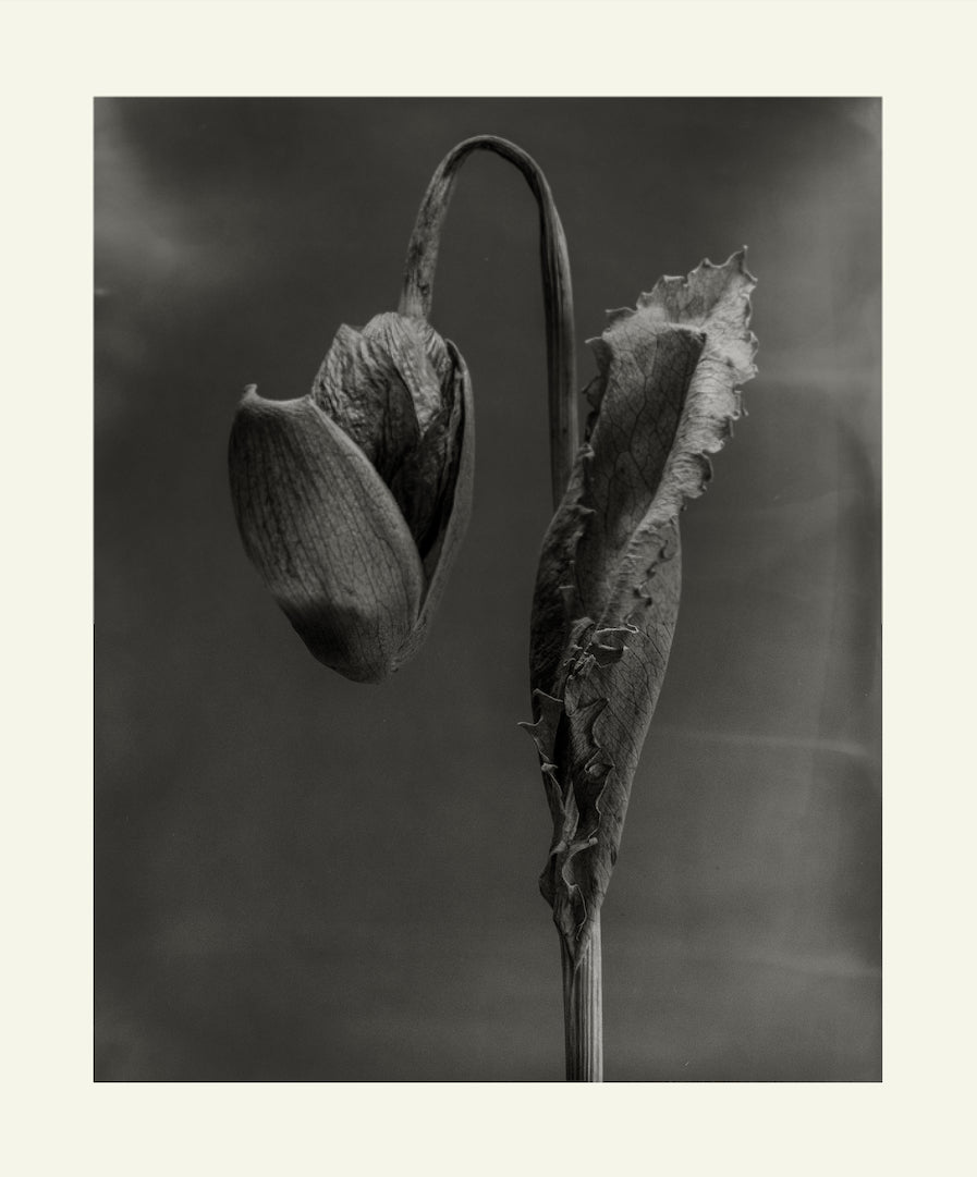 Flower Detail #15 by Eammon J. McCabe