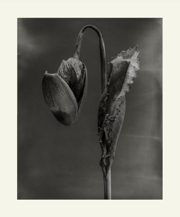 Eamonn J. McCabe | Flower Detail #15