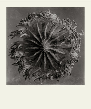 Eamonn J. McCabe | Flower Detail #1