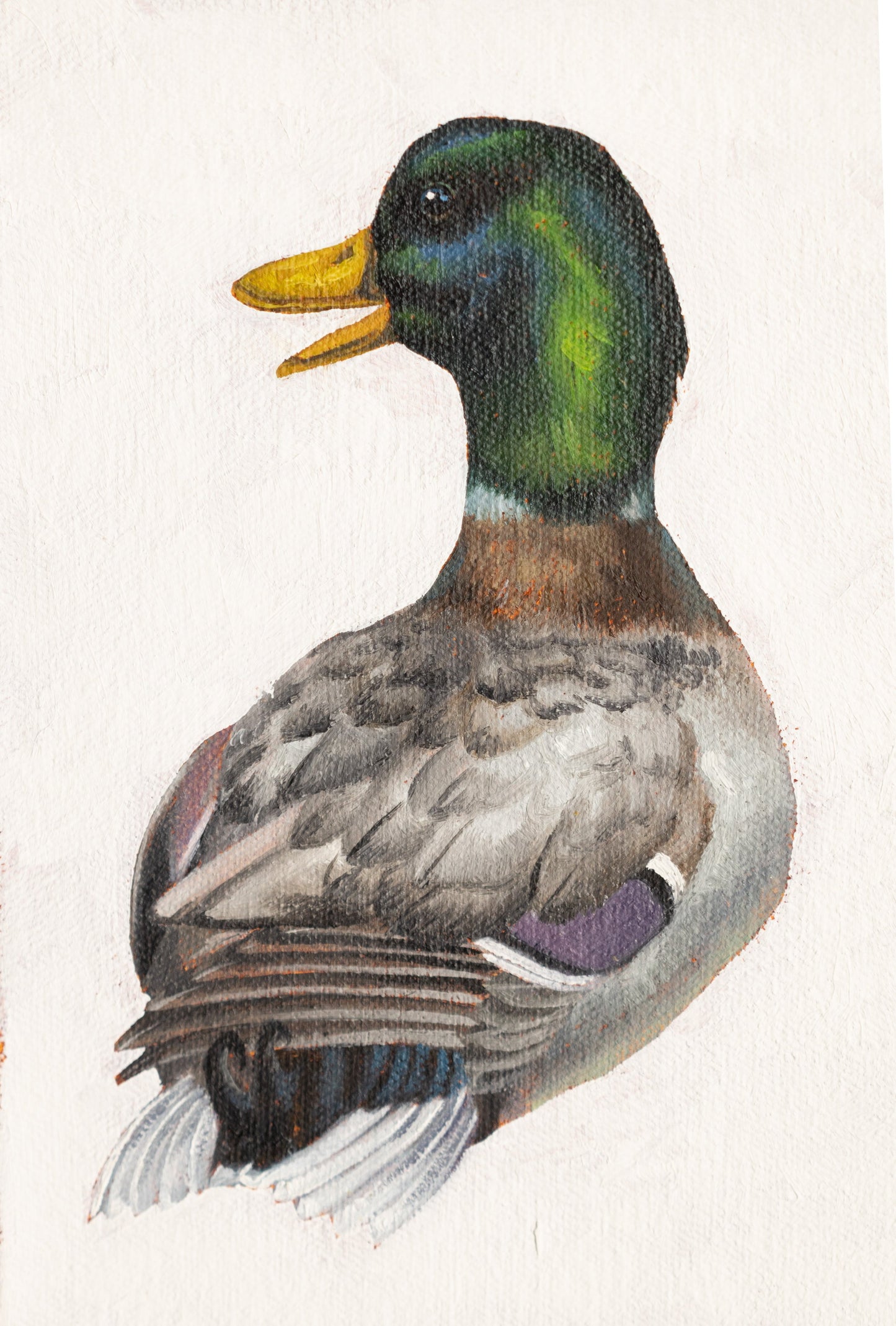 Mallard by Kerry R. Thompson