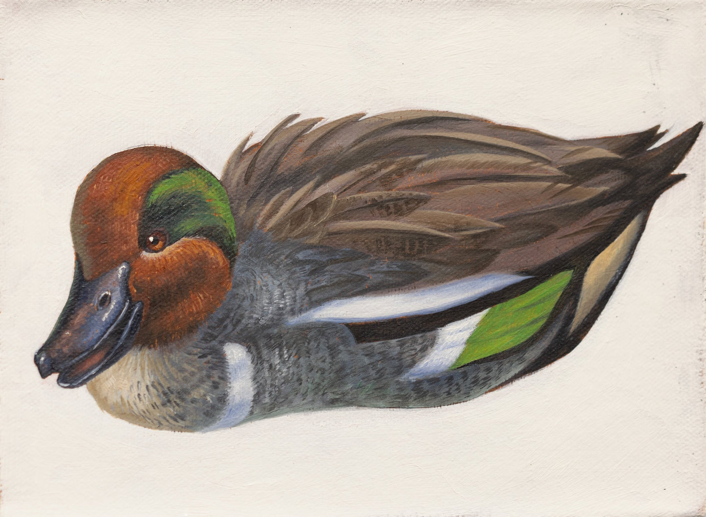 Green Winged Teal by Kerry R. Thompson