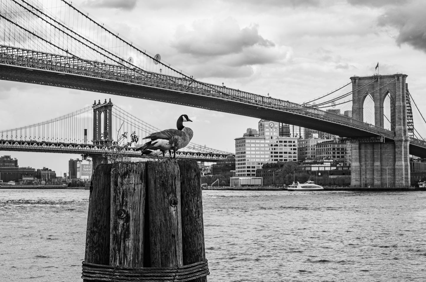 Brooklyn Bridge Goose, Matted & Framed by Stephen Pile