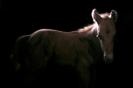 Facing a Nude (Cow) for "Interpretations" by Noah Trapolino