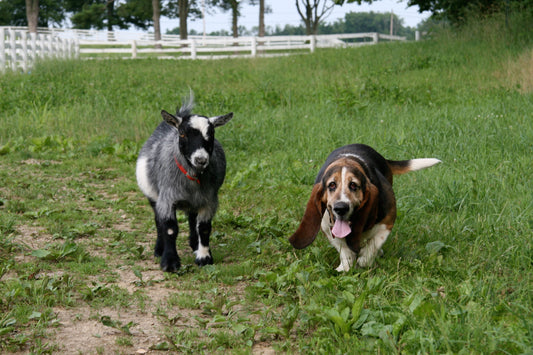 No. 2 for "Interpretations" by Nico Sanchez