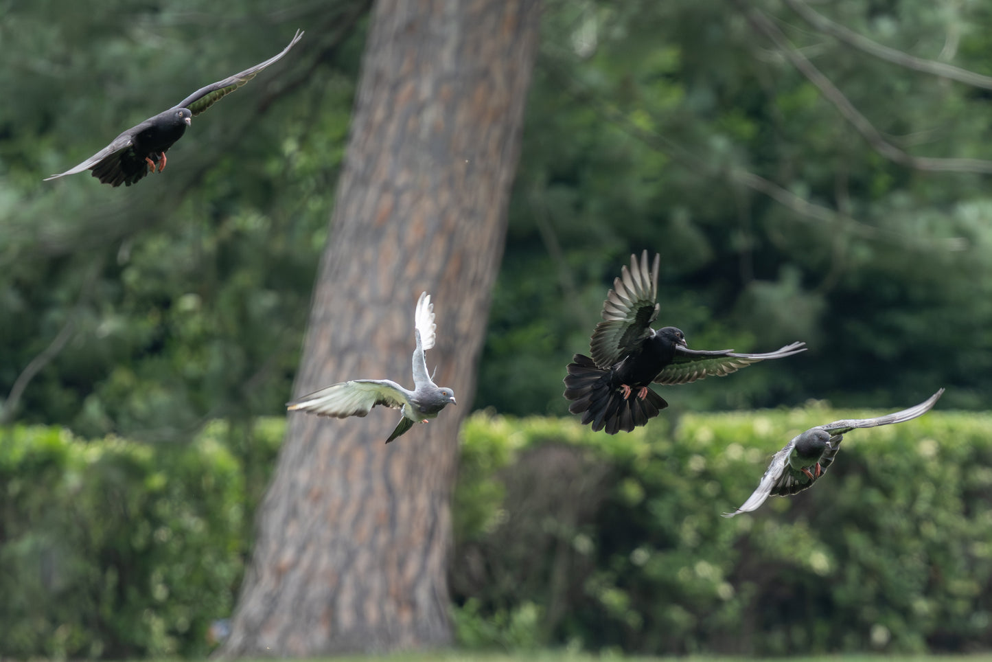 Birds in Flight for "Interpretations" by Maya Bond