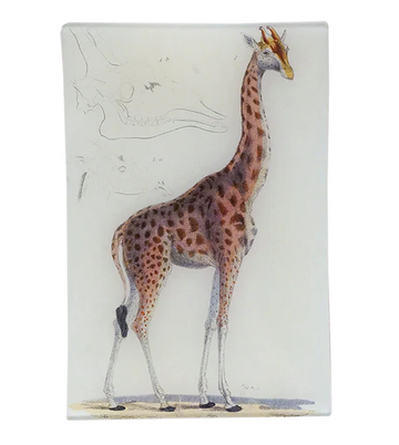 Giraffe #1