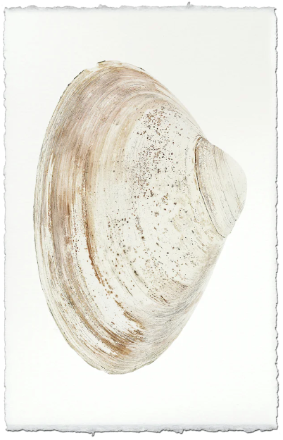 Atlantic Clam #11