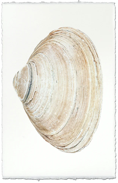 Atlantic Clam #10