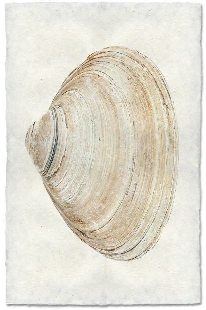 Clam #10