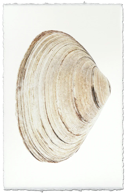 Atlantic Clam #9