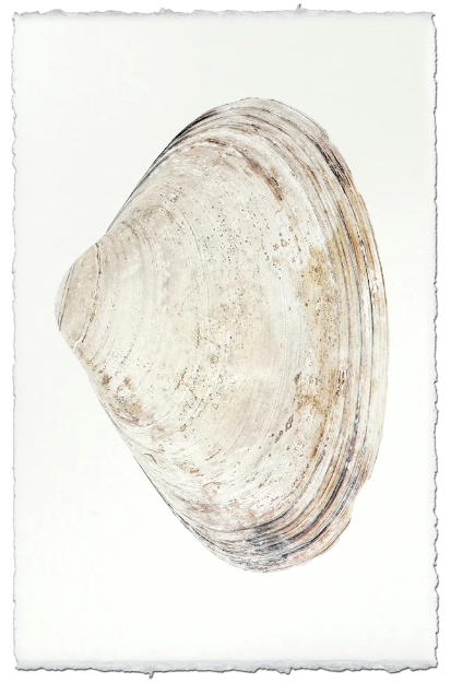 Atlantic Clam #8