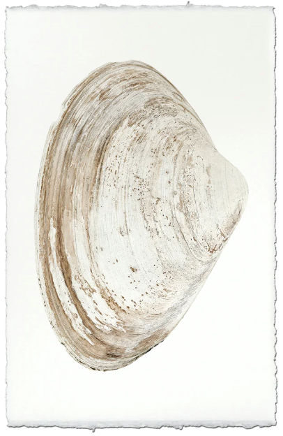 Clam #7