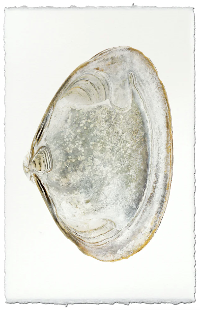 Clam #4
