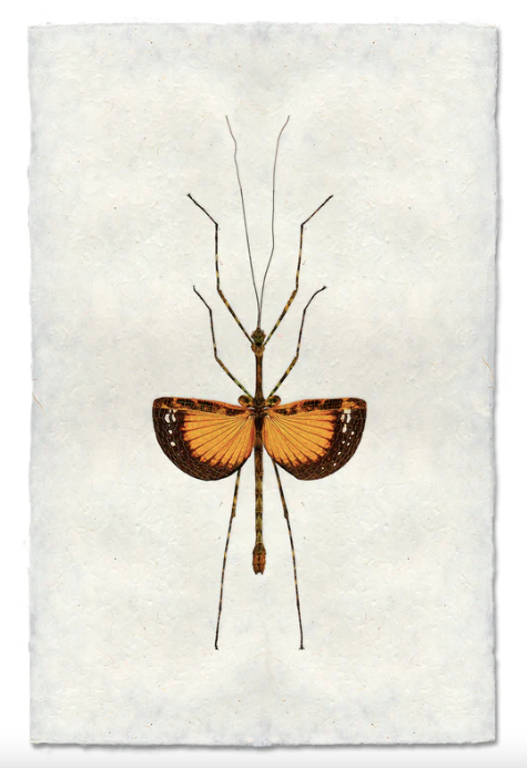 Orange Stick Bug