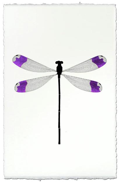 Purple Tipped Damsel