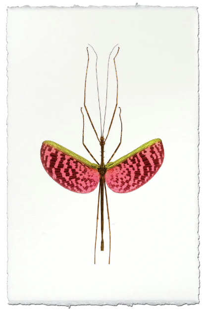 Watermelon Stick Bug