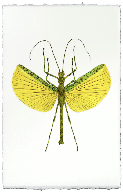 Lemon & Lime Stick Bug