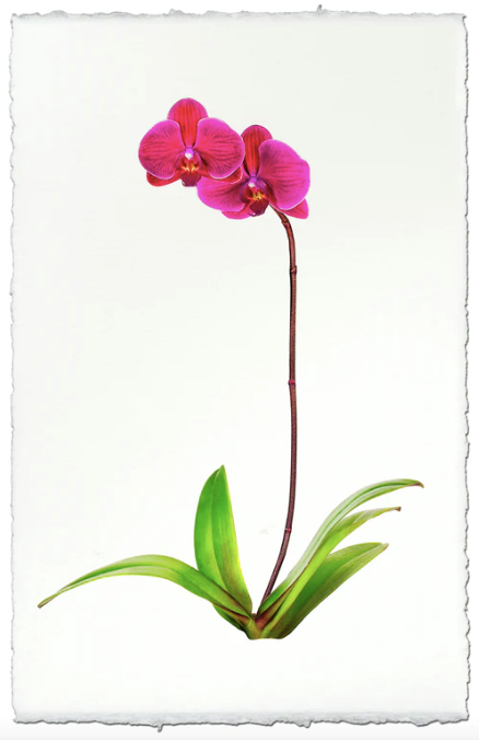 Mariah (Orchids)