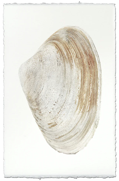 Atlantic Clam #12