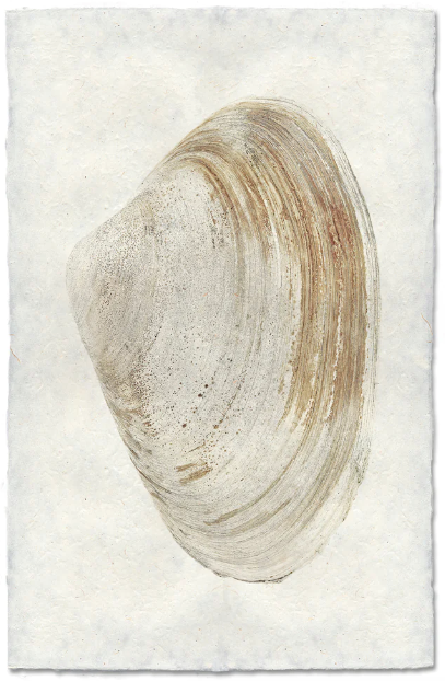 Clam #12