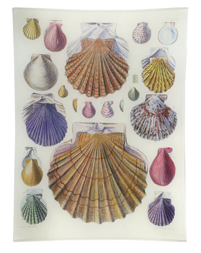 John Derian | Scallops LXIV (64) 10x13 Rect. Tray