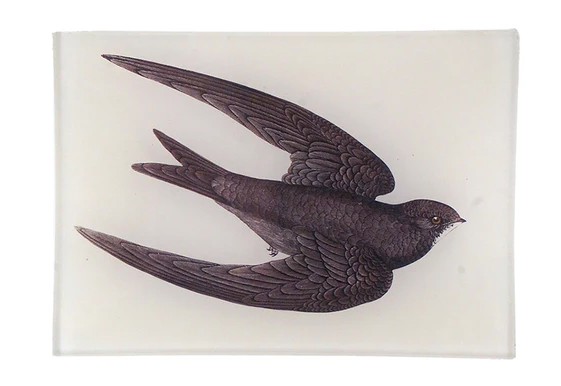 John Derian Company | Swift Mini Tray