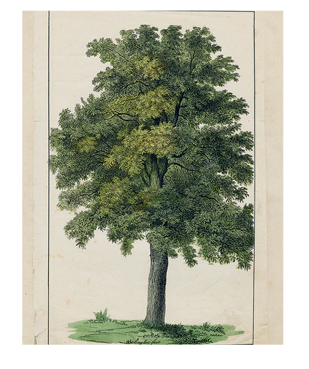 John Derian Company | Green Tree Book Page 11 x 14" Rect. Tray