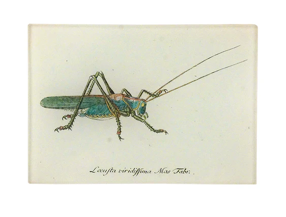 John Derian | Lucky Locust B - 3.5 x 5" Tiny Rect. Tray