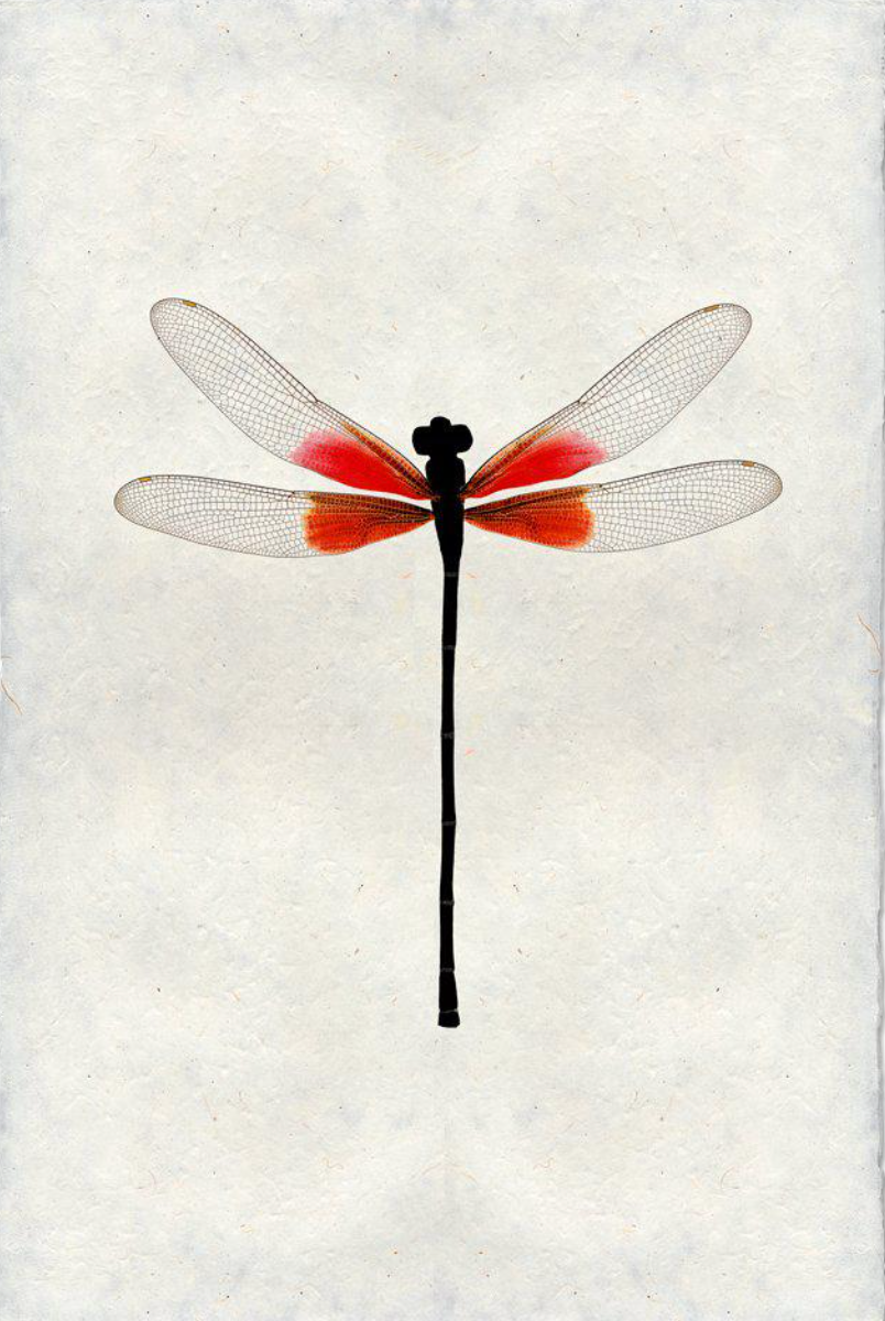 Ruby Damsel