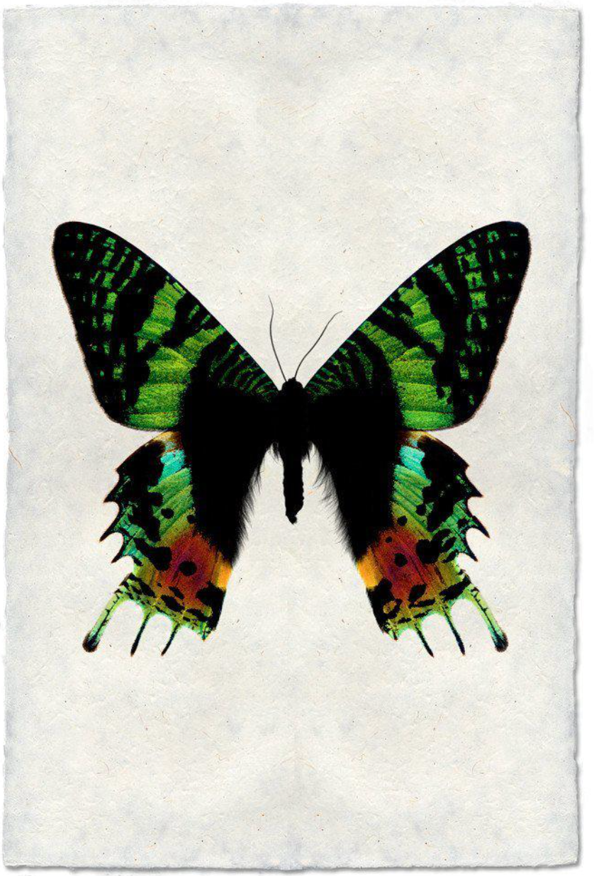 Butterfly #8