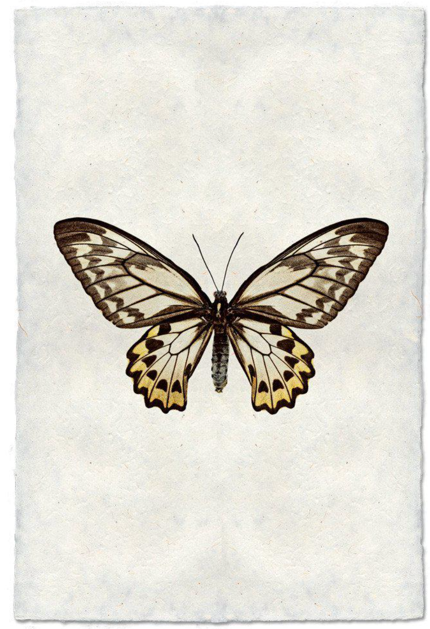 Butterfly #12