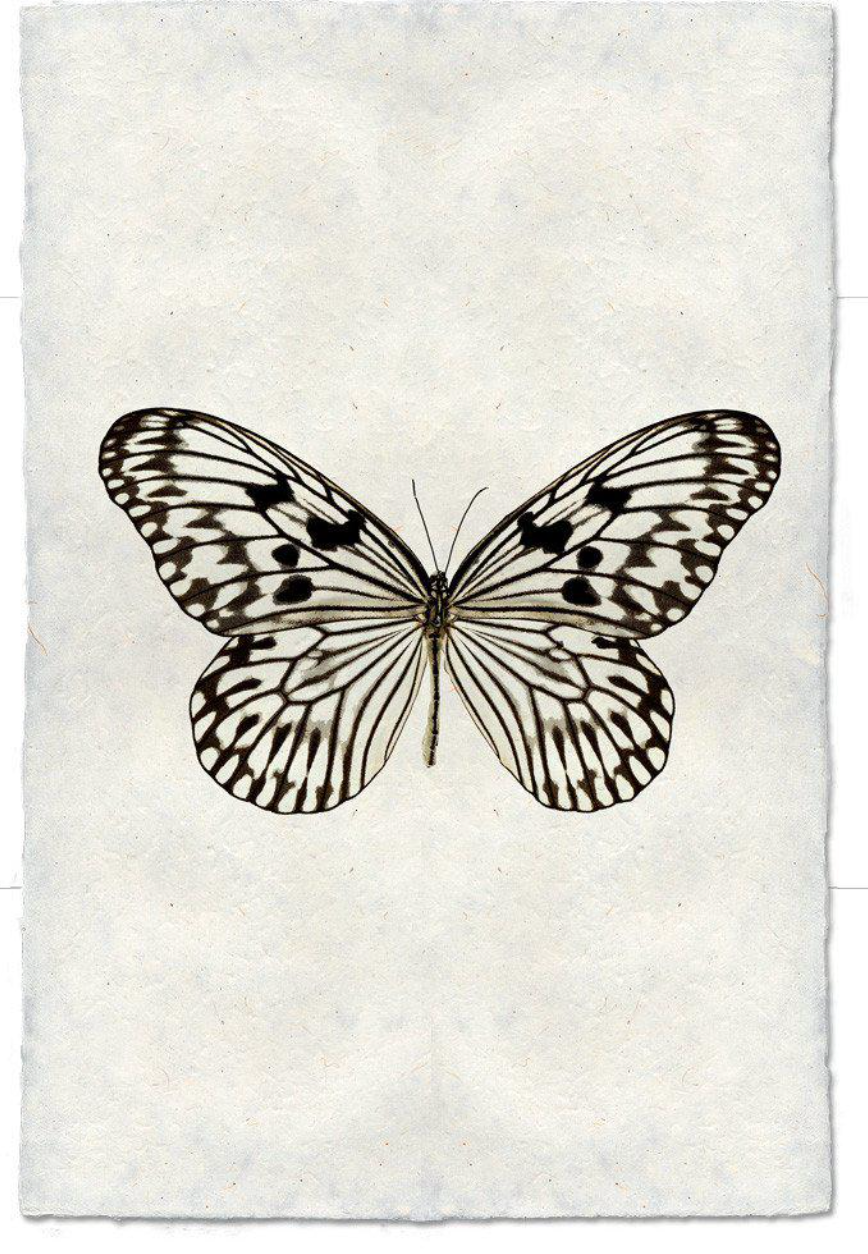 Butterfly #14