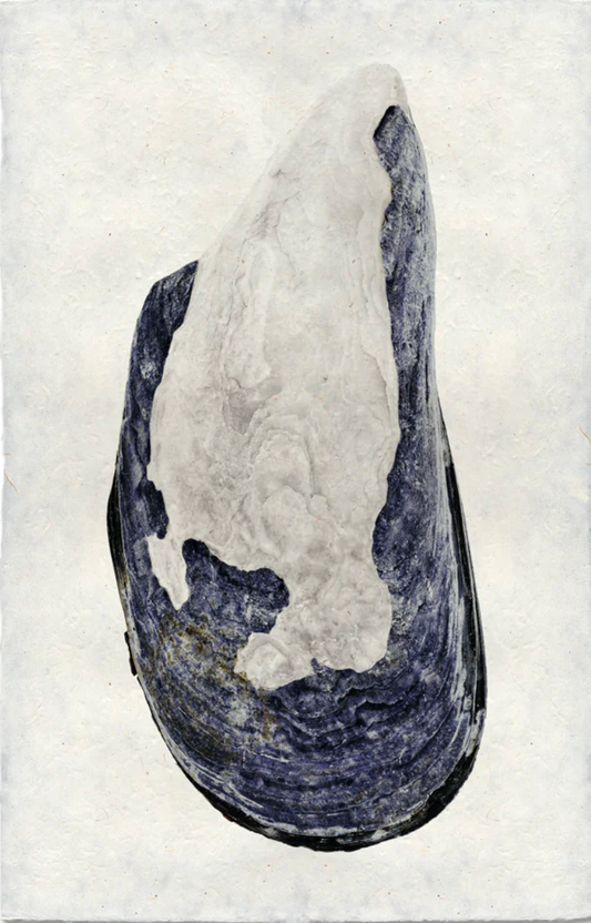 Mussel #4