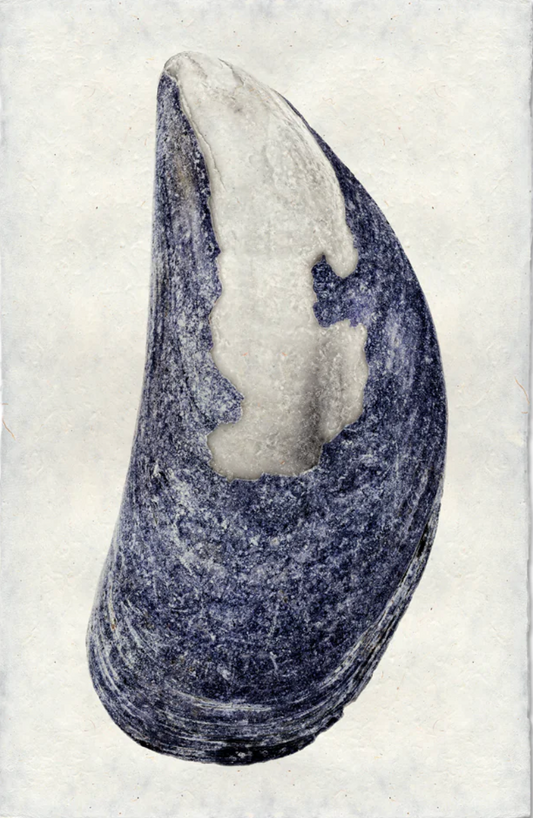 Mussel #6