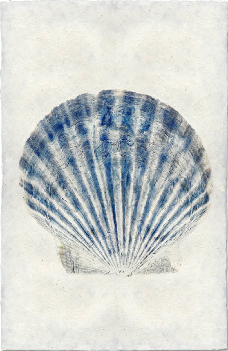 Scallop Shell #1