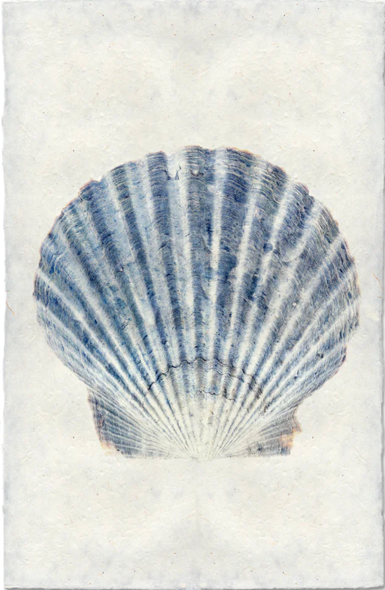 Scallop Shell #2