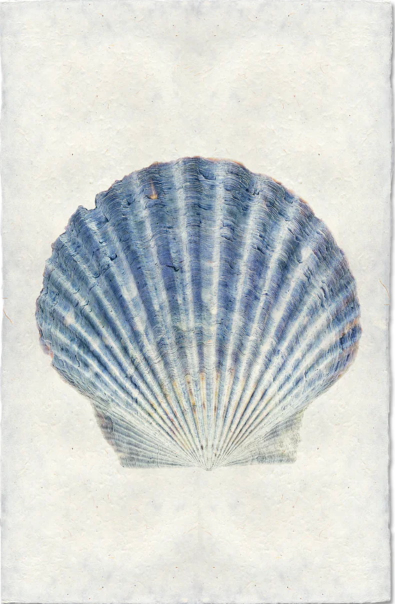 Scallop Shell #4