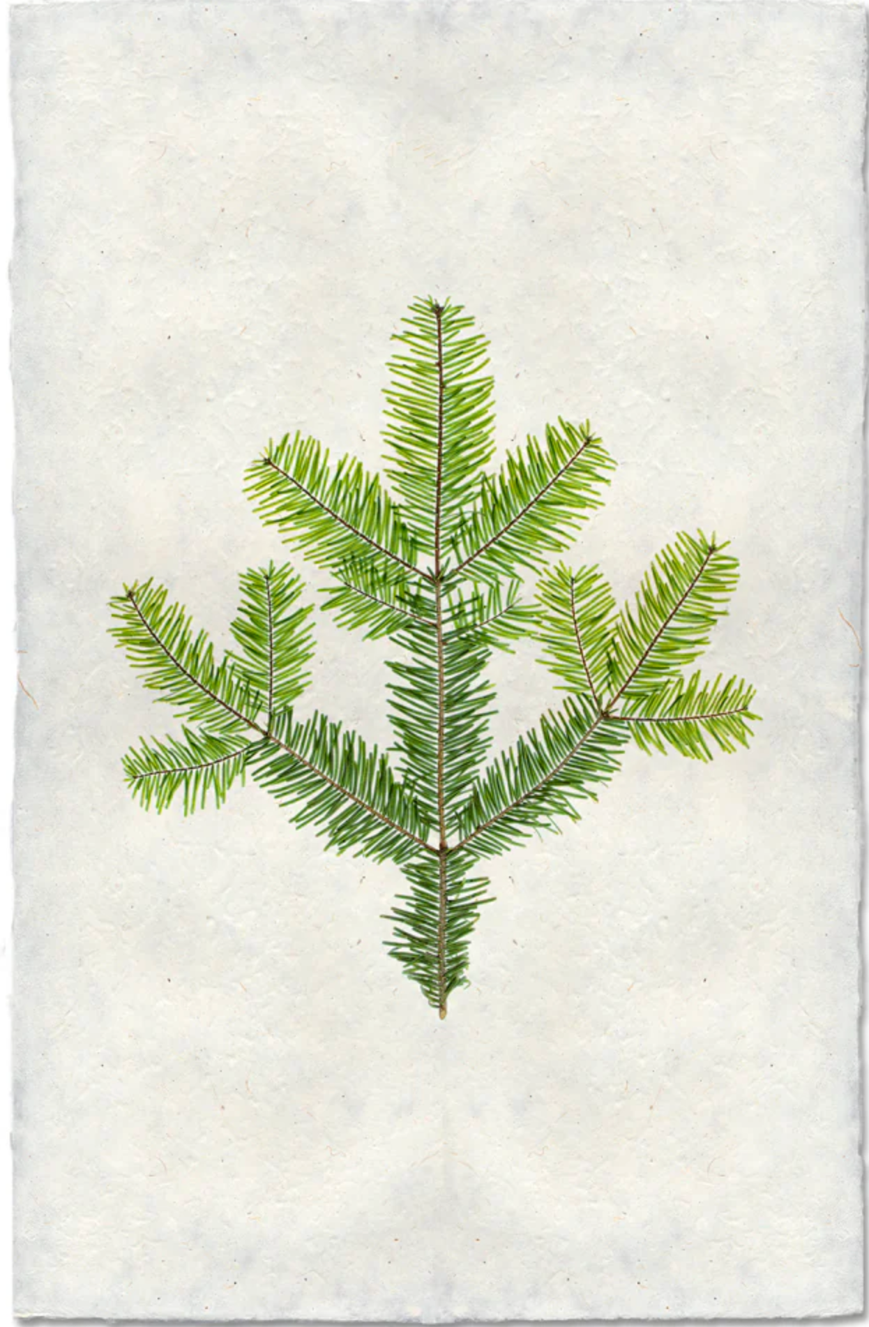 Silver Fir