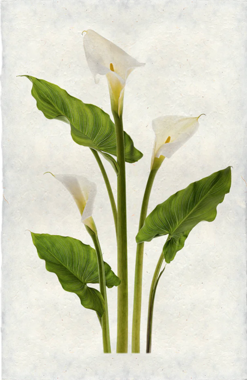 Calla Lillies